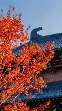 全屏封神 | 理想的秋天,就該這樣熱烈