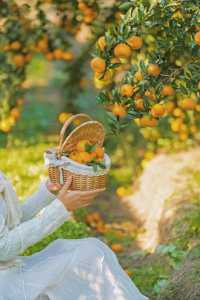 週末遛娃必去橘子園