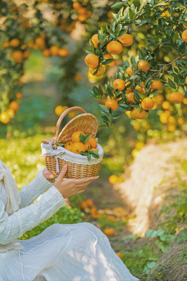 週末遛娃必去橘子園