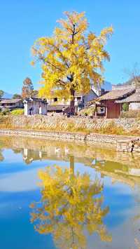 推薦溫州周邊賞銀杏的好去處