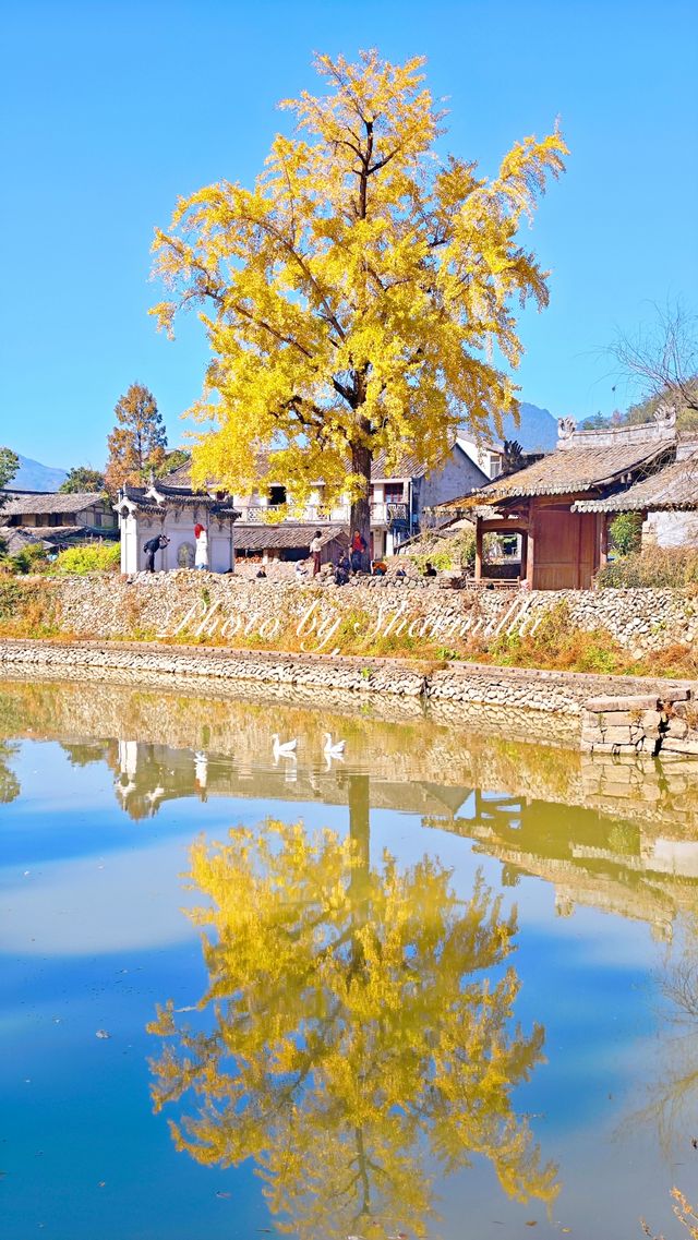 推薦溫州周邊賞銀杏的好去處 推薦溫州周邊賞銀杏的好去處