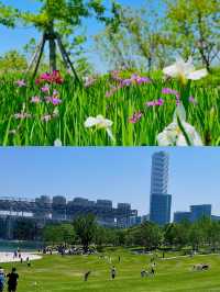 都市浪漫花海漫遊