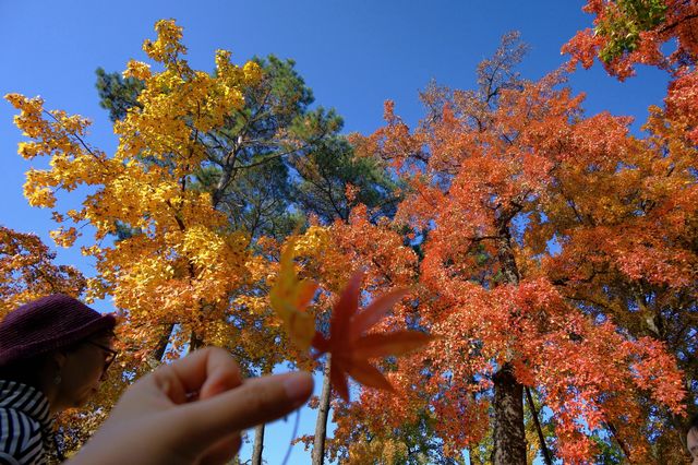 一場秋風,將天平山染成了汴州 一場秋風,將天平山染成了汴州