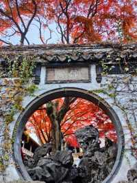 現在正是時候！銀杏全黃了！抓緊衝