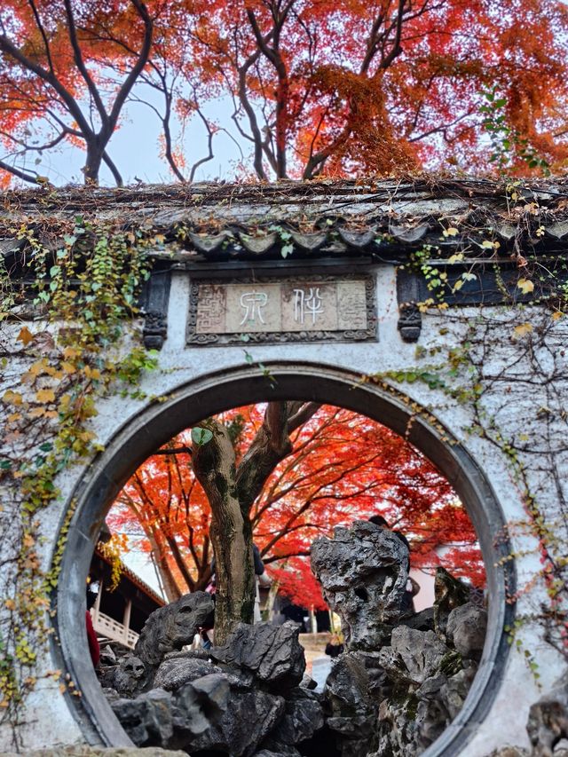 現在正是時候！銀杏全黃了！抓緊衝