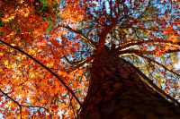 廬山賞秋必去！牯嶺鎮楓葉紅透的浪漫時光