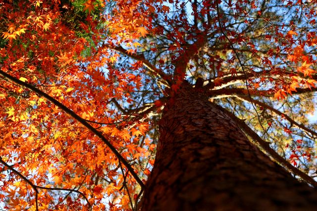 廬山賞秋必去！牯嶺鎮楓葉紅透的浪漫時光