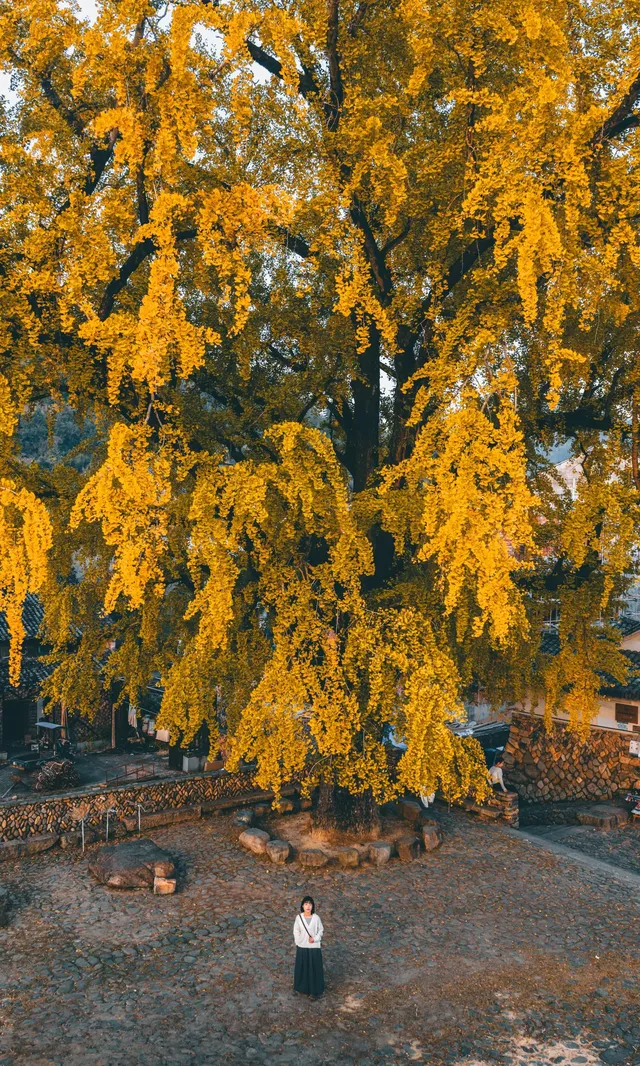 溫州這棵400年的銀杏王已經黃了，趁沒人快衝!!