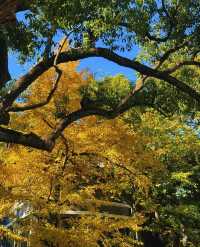 楓葉紅了必打卡地標