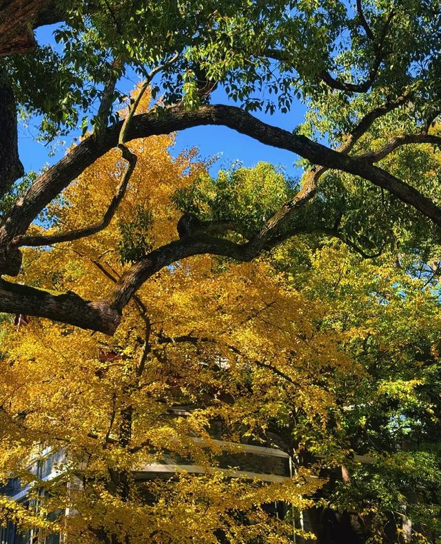 楓葉紅了必打卡地標 楓葉紅了必打卡地標