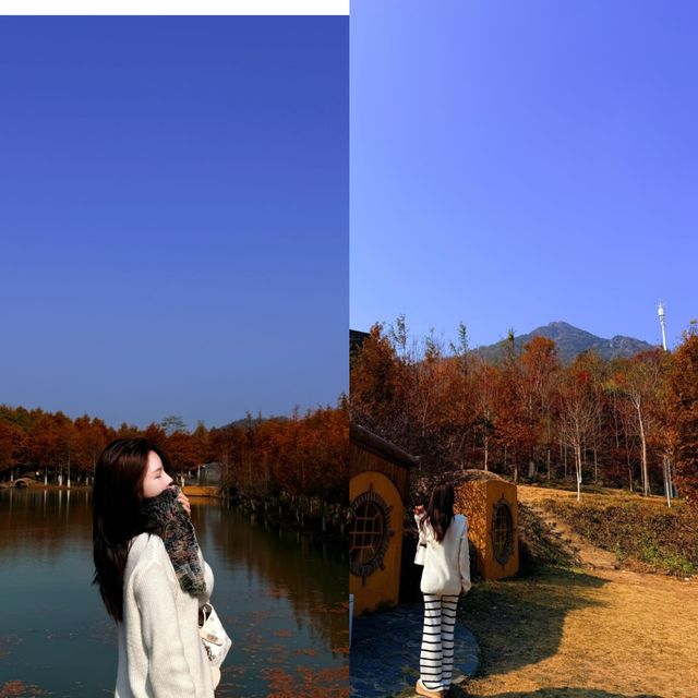 冬日的浪漫是落羽杉給的,太出片了! 冬日的浪漫是落羽杉給的,太出片了!