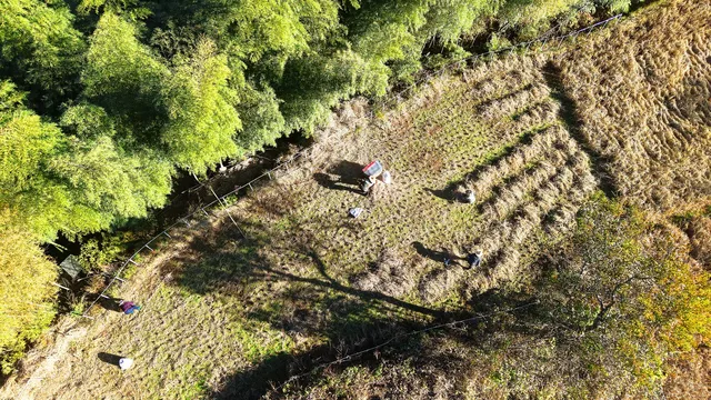 雲和梯田截止1129稻穀收割進度,附遊玩攻略 雲和梯田截止1129稻穀收割進度,附遊玩攻略