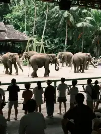 2025野象谷最新攻略｜附節目表+52r門票特惠