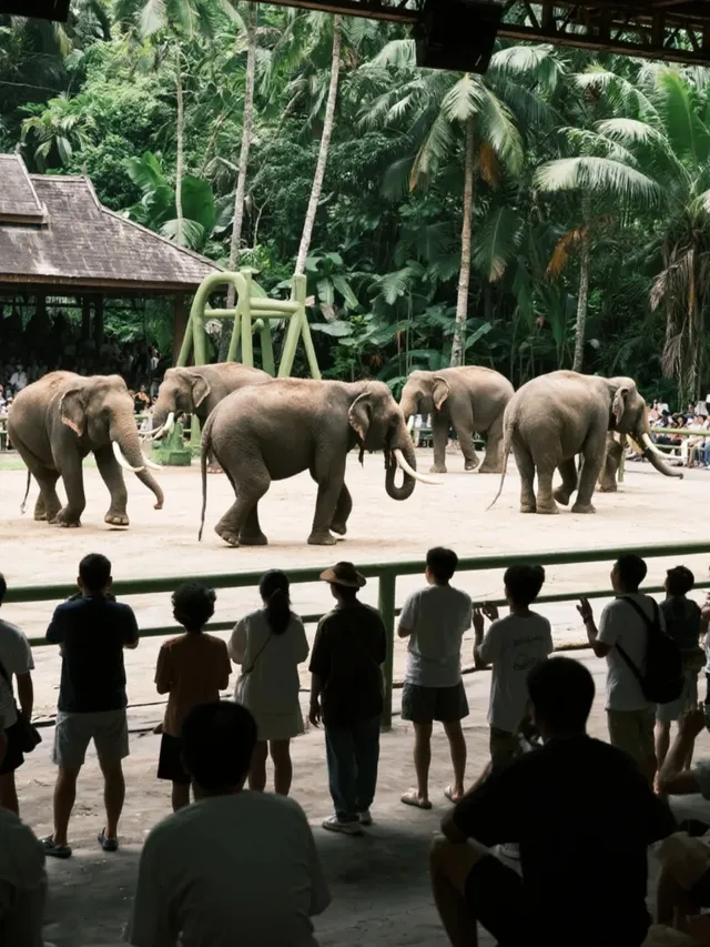 2025野象谷最新攻略｜附節目表+52r門票特惠