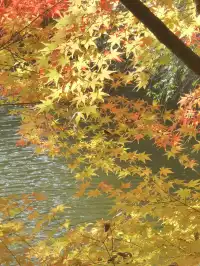 上海出發 帶娃賞秋棲霞山