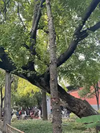 洛陽白馬寺也太寶藏了