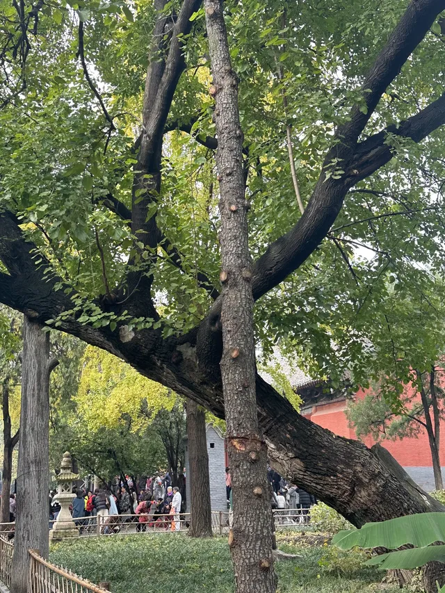 洛陽白馬寺也太寶藏了