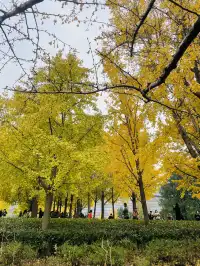 世博公園限時銀杏，週末快衝| 附機位攻略