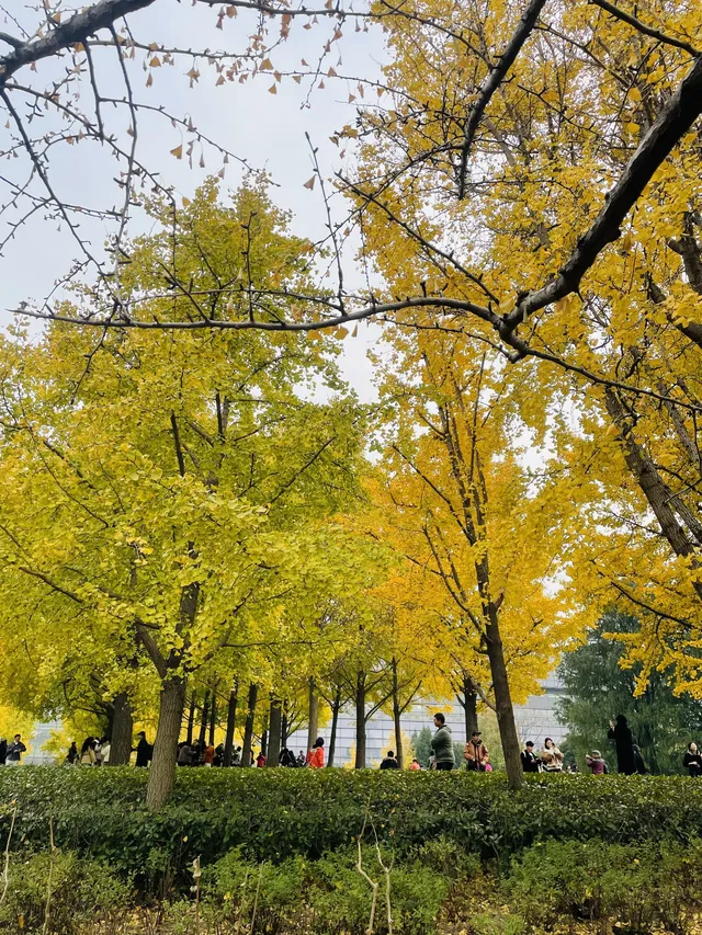 世博公園限時銀杏，週末快衝| 附機位攻略
