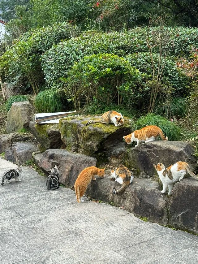 爬過九華山的人嘴可真嚴 爬過九華山的人嘴可真嚴