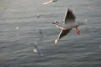 無錫｜鼋頭渚的海鷗從不失約