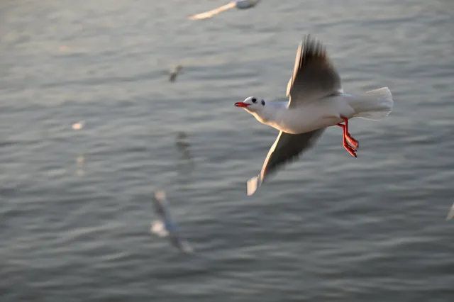 無錫｜鼋頭渚的海鷗從不失約