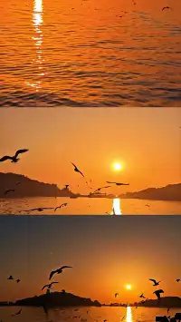 無錫｜鼋頭渚的海鷗從不失約