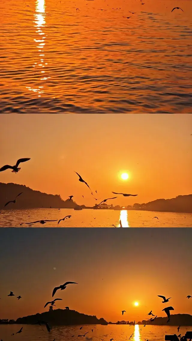 無錫｜鼋頭渚的海鷗從不失約