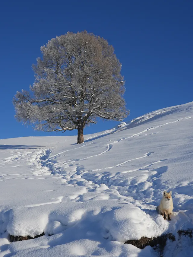 答應我，冬天一定要去一趟阿勒泰
