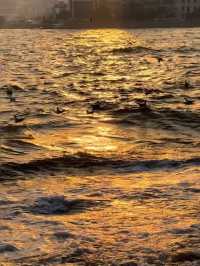 青島棧橋拍海鷗大片