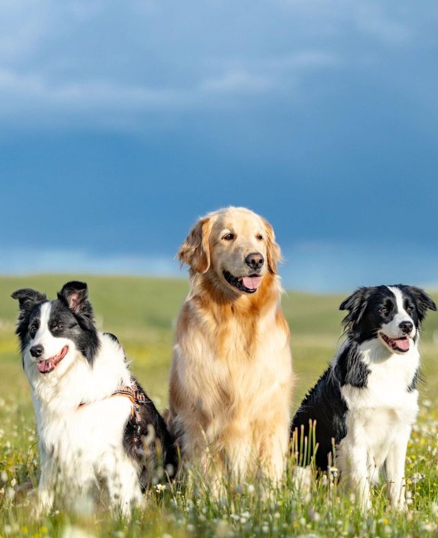 油畫般的「宗塔七色草原」是戶外人遛狗樂園 油畫般的「宗塔七色草原」是戶外人遛狗樂園