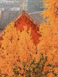 深秋限定！上海聖三一教堂銀杏與穹頂的絕美邂逅