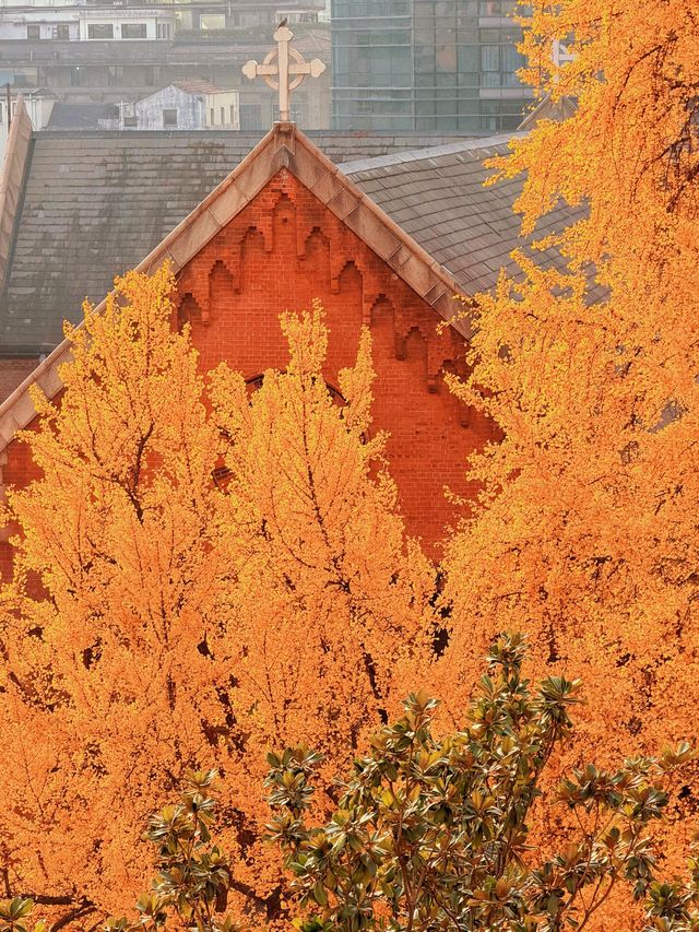 深秋限定！上海聖三一教堂銀杏與穹頂的絕美邂逅