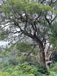 探秘香港風水林,尋找百年樟樹神木