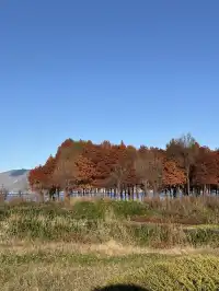 12月的洱海邊,彩林和海鷗也太配了吧