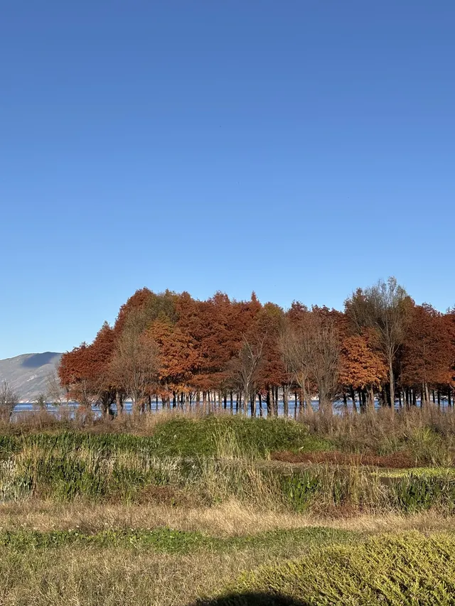 12月的洱海邊,彩林和海鷗也太配了吧 12月的洱海邊,彩林和海鷗也太配了吧
