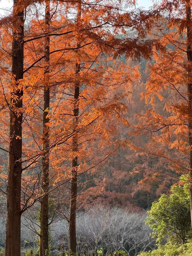 秋冬五瀉絕了！瀑布禪寺與黃金大道