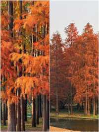 上海版阿勒泰:這片水杉林美到窒息,冬日治癒感拉滿