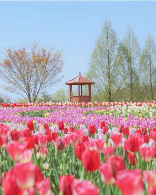 Seorae Highland Farm Tulip Festival