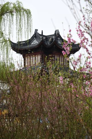 쑤저우 48시간 힐링 봄 여행: 장난의 복숭아꽃 아래에서 느긋한 삶의 속도를 경험해 보세요