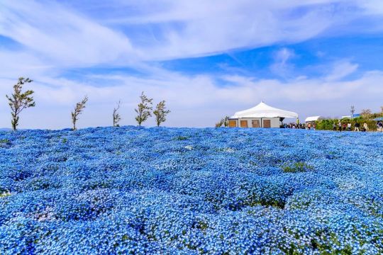 The Nemophila season is here, come and visit Kansai's largest