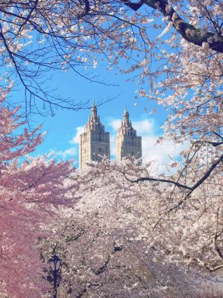New York | Cherry Blossoms Are Blooming