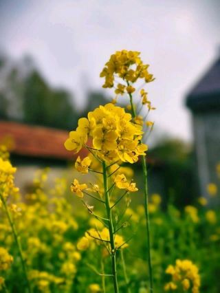 This healing getaway to Lanling perfectly blends the serenity of a mountaintop B&B with the wonders of local culture and nature. Though under the radar, Lanling is an absolute hidden gem. Picture yourself strolling through fields of rapeseed flowers, sampling street food at the local pedestrian mall, and soaking up the vibes at the county art museum. Best of all, logistics are a breeze—the Giorgio Morandi Hotel (Lanling Branch) offers a prime location, making it super easy to explore both the downtown hustle and rustic landscapes. Here is a complete breakdown of our top Lanling itinerary highlights, highly recommended for anyone looking to ditch the city grind and find some pure, natural healing!