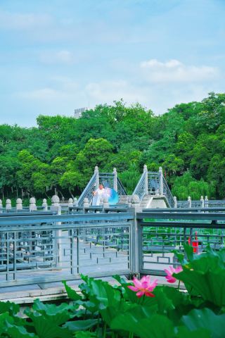 Hefei Jiuqu Bridge: Listen to the Wind and Enjoy the Lotus｜Unlock the Summer Like Bao Zheng