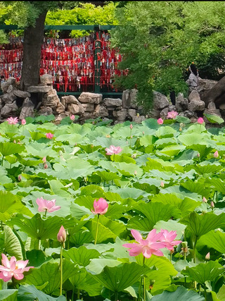 Baoding · Ancient Lotus Pond Travel Guide (A Lesser-Known Classical Garden in Northern China)