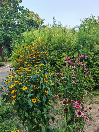 National Botanical Garden perennial garden summer chrysanthemum feast