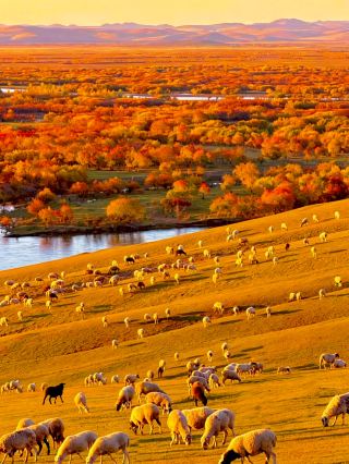 Hulunbuir Grassland, Inner Mongolia | Who says grasslands are only green? Hulunbuir's golden autumn is legendary