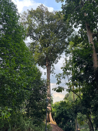 Singapore Botanic Gardens | Visit this UNESCO World Heritage oasis for free! The orchids here are breathtaking