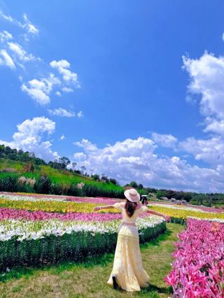 Escape the city this National Day to the Taiping Lake lily fields—so healing you won't want to leave