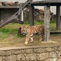 通天閣とサバンナの野生動物が一緒に楽しめる　天王寺動物園